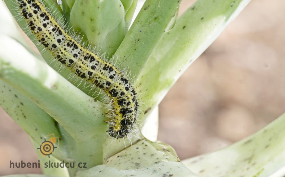 Bělásek zelný larva